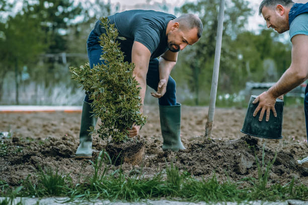 Trusted Selmer, TN Tree Removal Experts