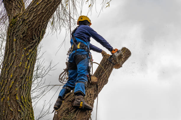 Best Fruit Tree Pruning  in Selmer, TN